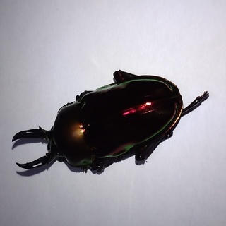 【交渉中】ニジイロクワガタ　メス単品（郡家町周辺で手渡し限定）の画像