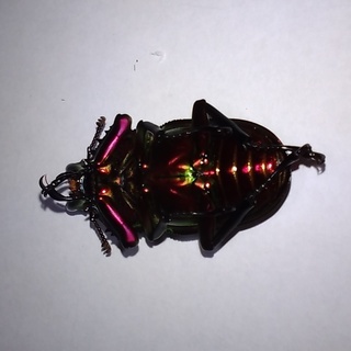 【交渉中】ニジイロクワガタ　メス単品（郡家町周辺で手渡し限定）の画像