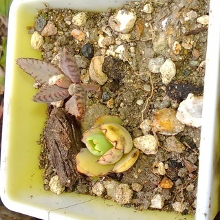 【交渉中】ニジイロクワガタ　メス単品（郡家町周辺で手渡し限定）の画像