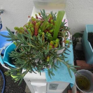 多肉植物鉢植え