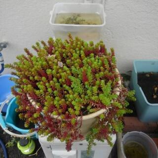 多肉植物鉢植えの画像