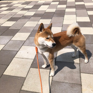 新しい家族探してます。2歳♂柴犬　再投稿