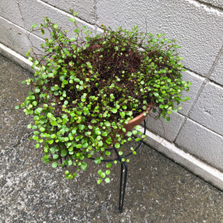 グリーンとプランタースタンドの画像