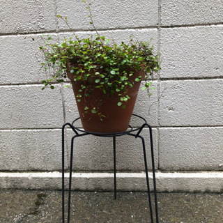 グリーンとプランタースタンド