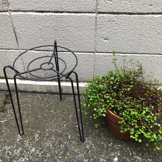 グリーンとプランタースタンドの画像