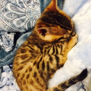 ヒョウ柄の猫ベンガル猫ブリーダー専門店　卸価格にて販売中(8万円～) - ペット