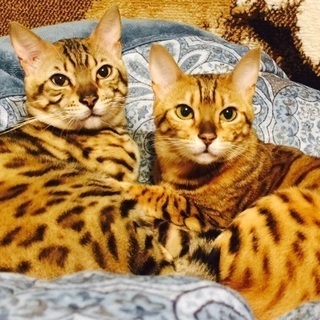 ヒョウ柄の猫ベンガル猫ブリーダー専門店　卸価格にて販売中(8万円～)の画像