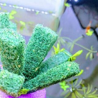 メダカ 産卵床 5個300円の画像