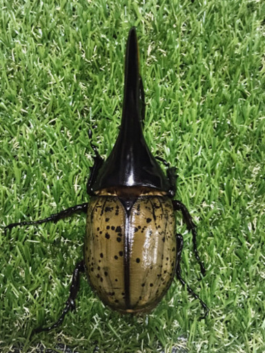 【値下げ】ヘラクレス ✨成虫ペア