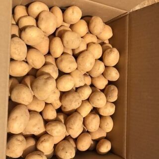 掘りたてじゃがいも　10kgの画像