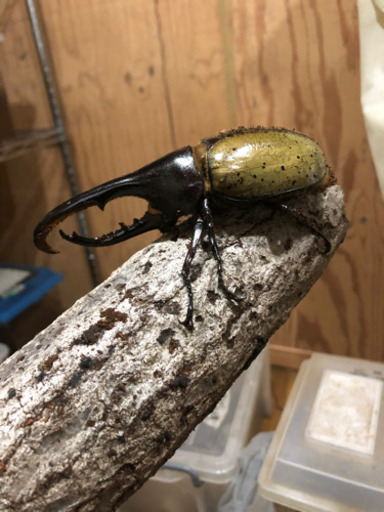 ヘラクレスオオカブトムシ　オスメスペア　その2