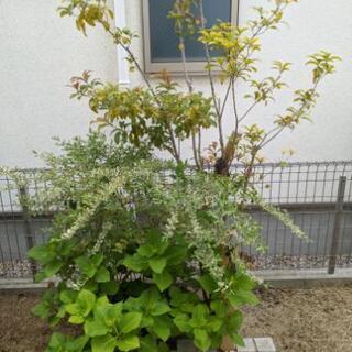 キンモクセイ　金木犀
