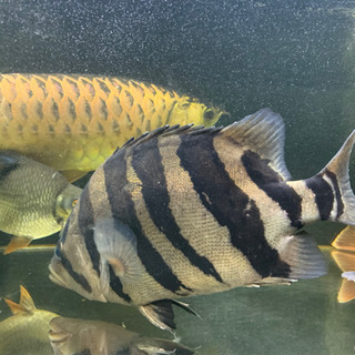 ダトニオ約35センチ。の画像
