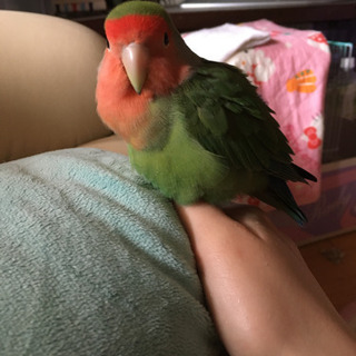 コザクラインコ ノーマル 神奈川県横浜市にて保護