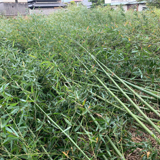 竹　たくさん　大量