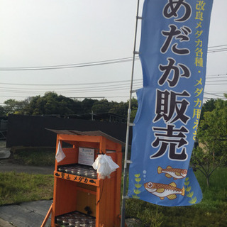 公園の前の通り 里山めだか メダカ販売所 黒ラメレインボー プラ...