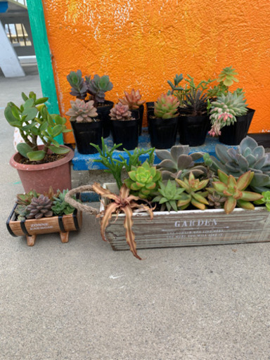 多肉植物☆おまとめ