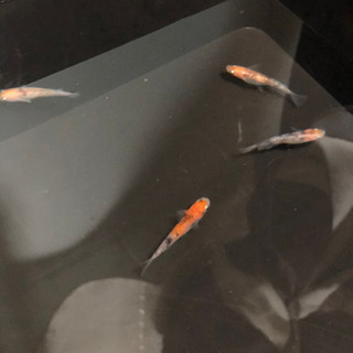 メダカ 熱帯魚 譲って頂ける方🙂