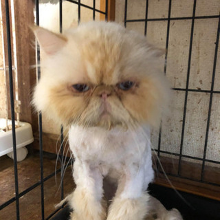 エキゾチックロングヘアー