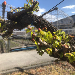 ワイン用ブドウの苗木の栽培管理補助の画像