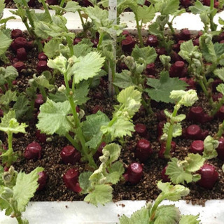 ワイン用ブドウの苗木の栽培管理補助の画像