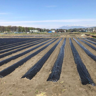 ワイン用ブドウの苗木の栽培管理補助の画像