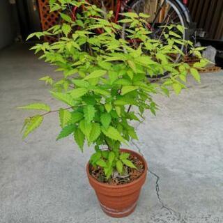 植木⑩