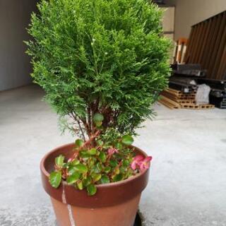 植木⑪
