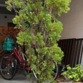 植木⑬
