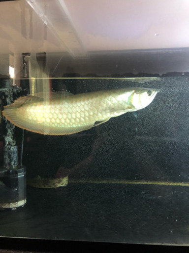 希少 シルバーアロワナ ノーテール 40センチ前後