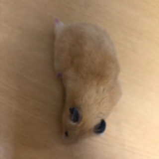 キンクマ　ハムスターオス