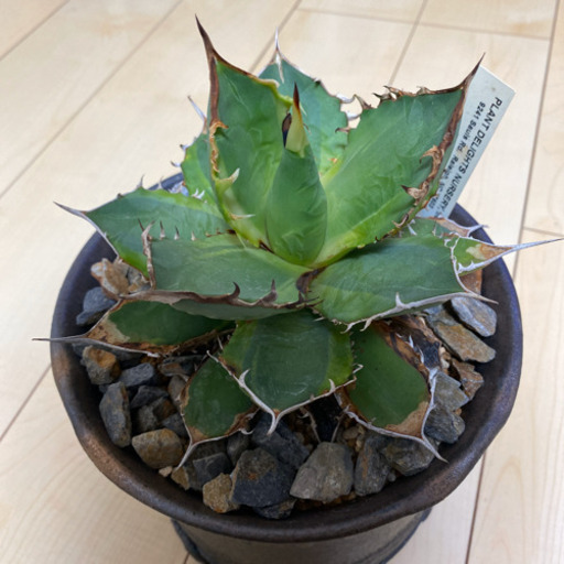 大幅値下げ‼︎agave titanota banana peel アガベ チタノタ バナナ ピール