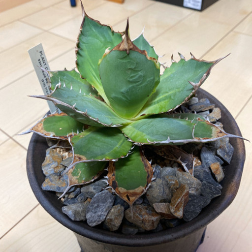 大幅値下げ‼︎agave titanota banana peel アガベ チタノタ バナナ ピール