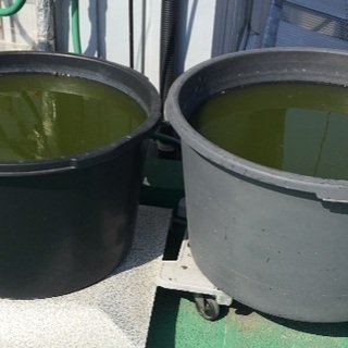 メダカ用 養殖ミジンコ  無料提供【０円】の画像