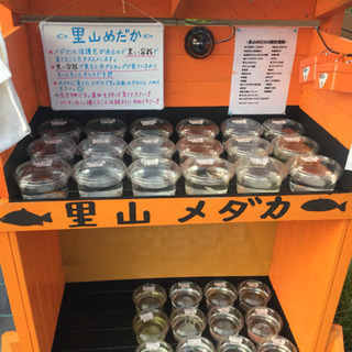 めだか無人販売所 里山メダカ ミナミヌマエビ ミジンコ 三色ラメ...