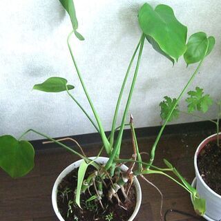 観葉植物　モンステラ　アダンソニー