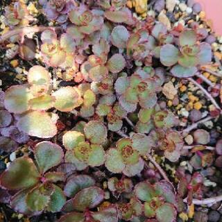 多肉植物 ドラゴンズブラッドの画像