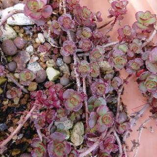 多肉植物 ドラゴンズブラッドの画像