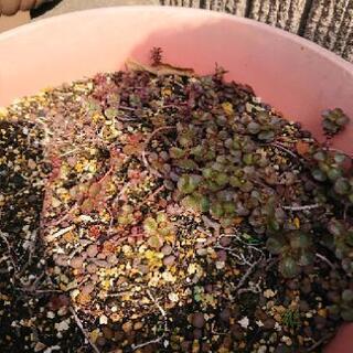 多肉植物 ドラゴンズブラッドの画像