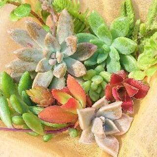 多肉植物カット苗②の画像