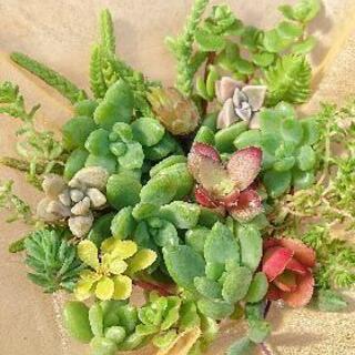 多肉植物カット苗③の画像