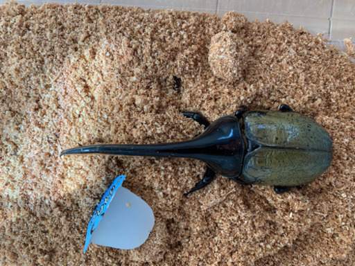 ヘラクレスオオカブト②