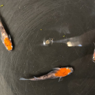 メダカ販売になります。の画像