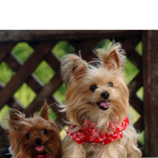 犬飼われてる方