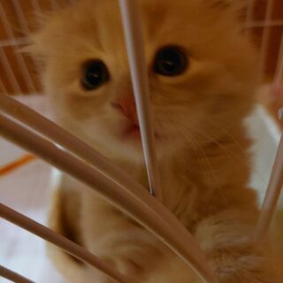 可愛いマンチカンの仔猫あげます - 高島市