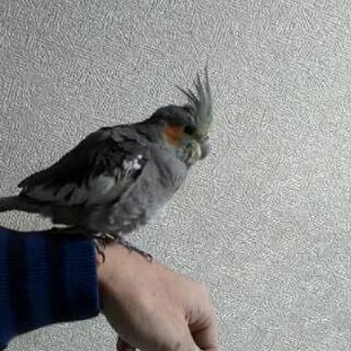 オカメインコ探してます。