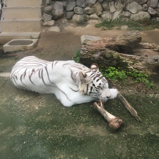 動物、自然好きな方