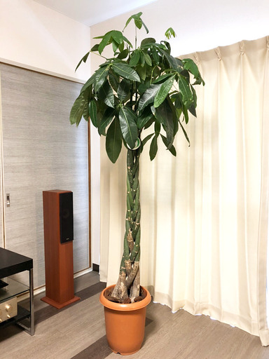 パキラ 大型 10号鉢 観葉植物