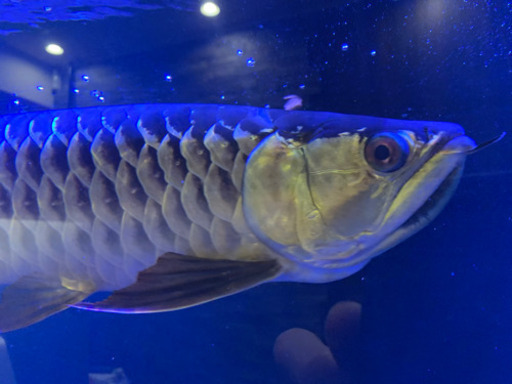 古代魚引き取り来れる方のみ。ポリプ、フラワーホーンも相談にのります