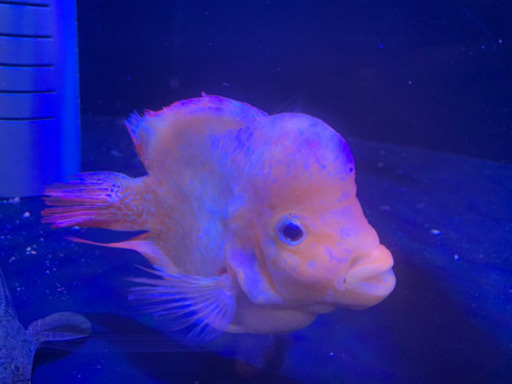 古代魚引き取り来れる方のみ。ポリプ、フラワーホーンも相談にのります